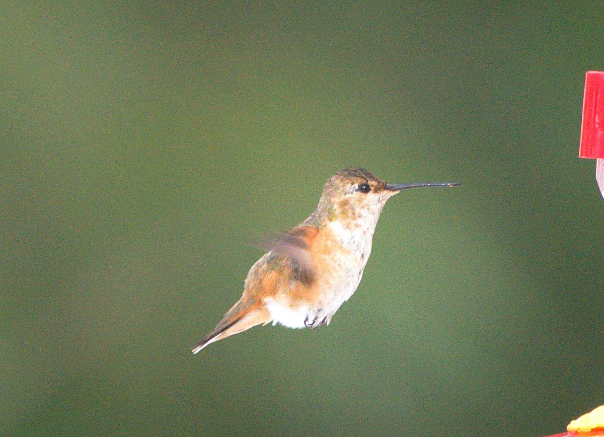 Allen's Hummingbird - David Provencher