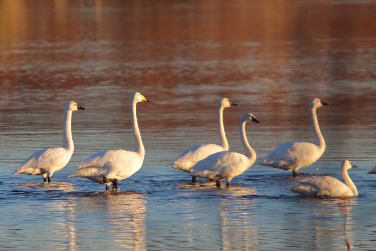 Whooper Swan - Roger Smith