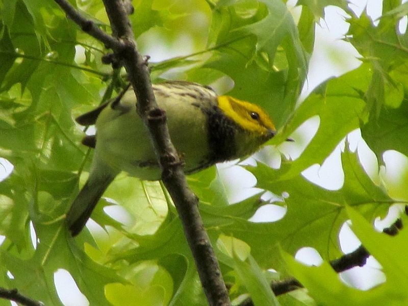 Black-throated Green Warbler - Tracy The Birder