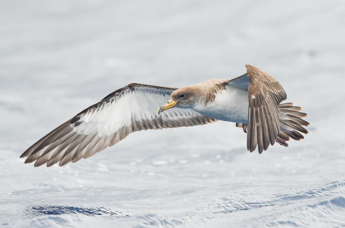 Cory's Shearwater - Annelies Jacobs