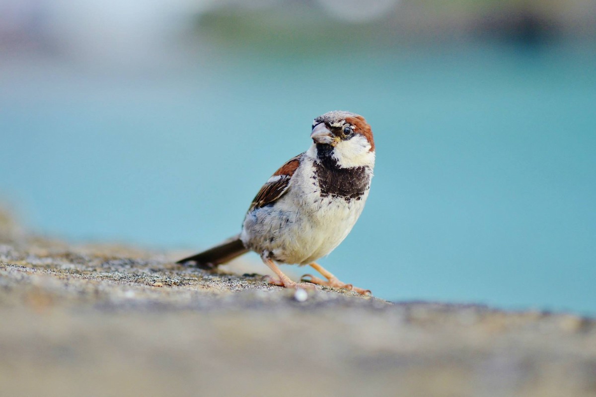 House Sparrow - Annelies Jacobs