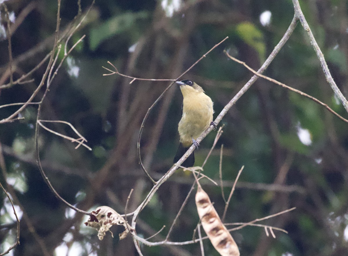 Black-goggled Tanager - ML291124721