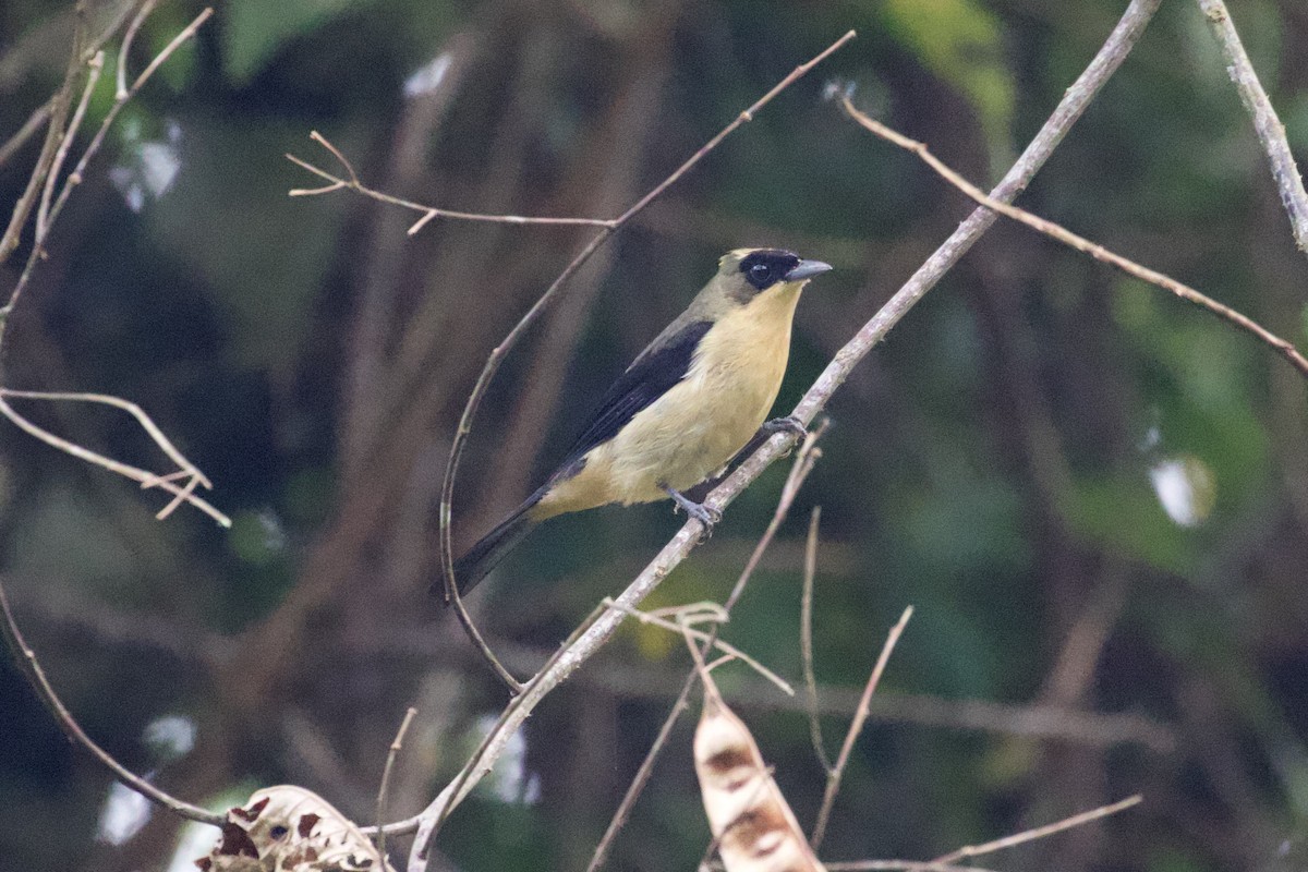 Black-goggled Tanager - ML291124731