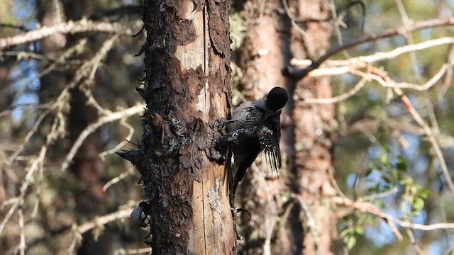 Black-backed Woodpecker - ML291130221