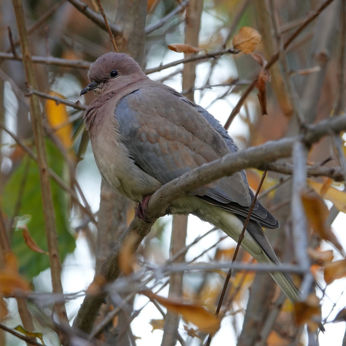 Laughing Dove - ML291131421