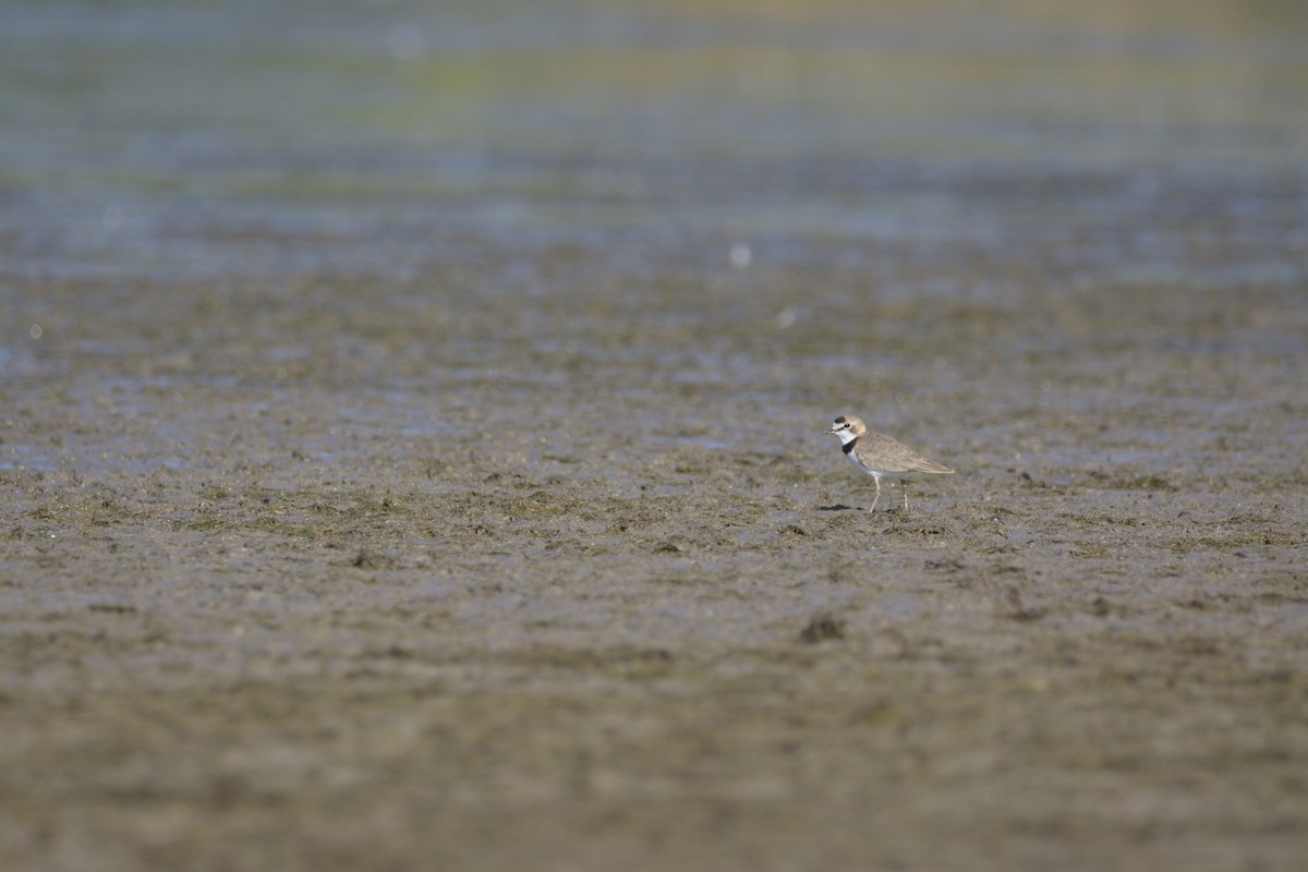 Collared Plover - ML291134991