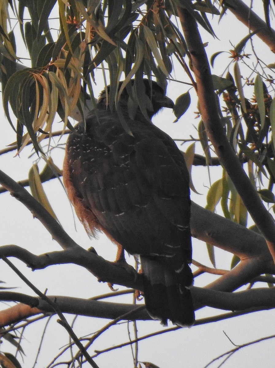 Crested Serpent-Eagle - ML291137361
