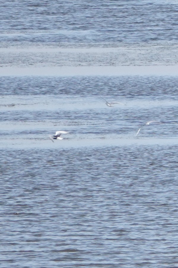 White-winged Tern - ML291138181