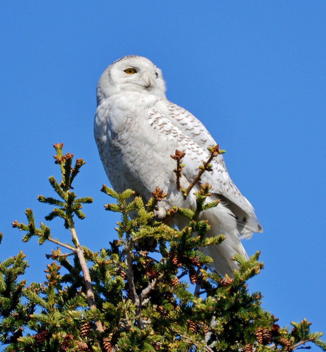 Snowy Owl - ML29114121