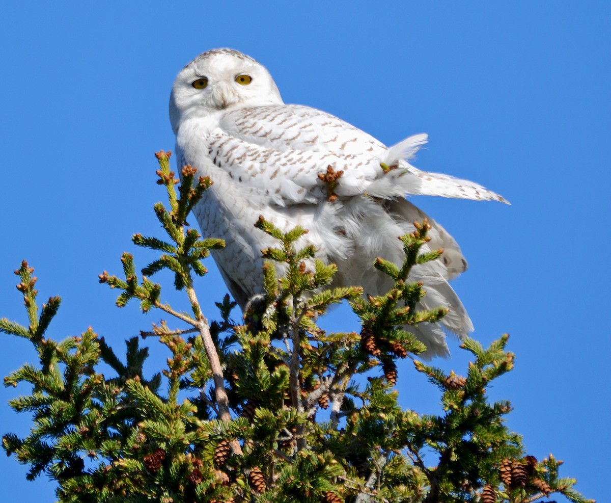 Snowy Owl - ML29114131