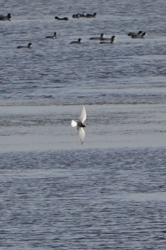 White-winged Tern - ML291141421
