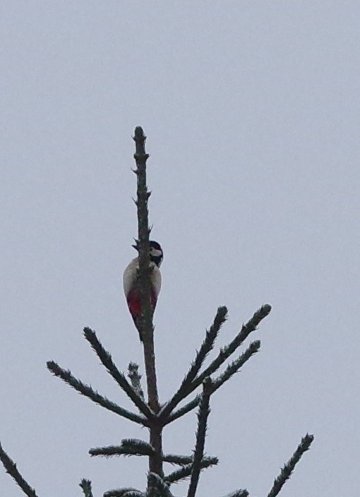 Great Spotted Woodpecker - ML291141991