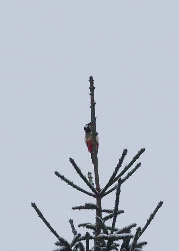 Great Spotted Woodpecker - ML291142001
