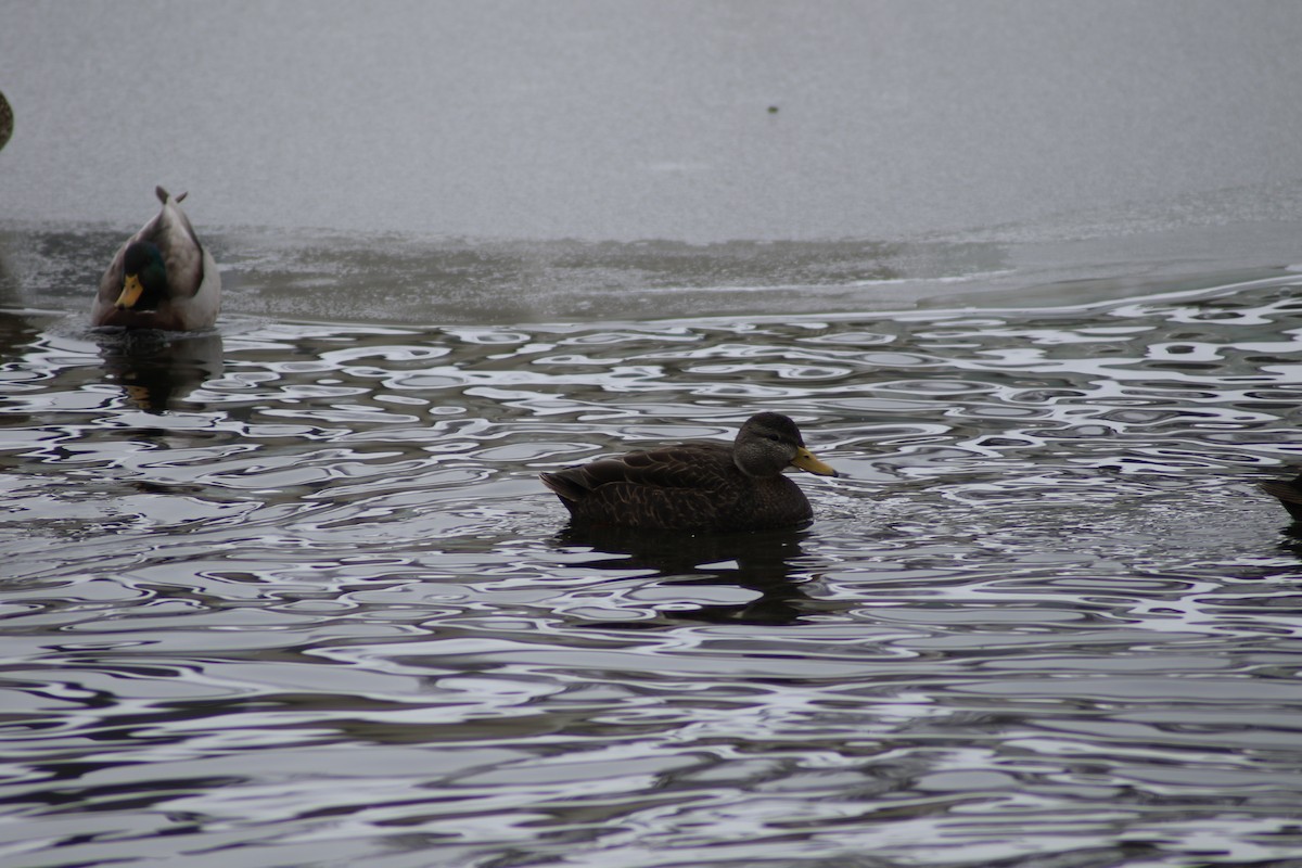 American Black Duck - ML291143301