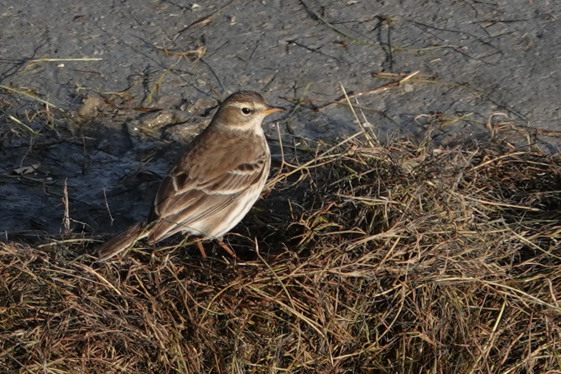 Water Pipit - ML291143801