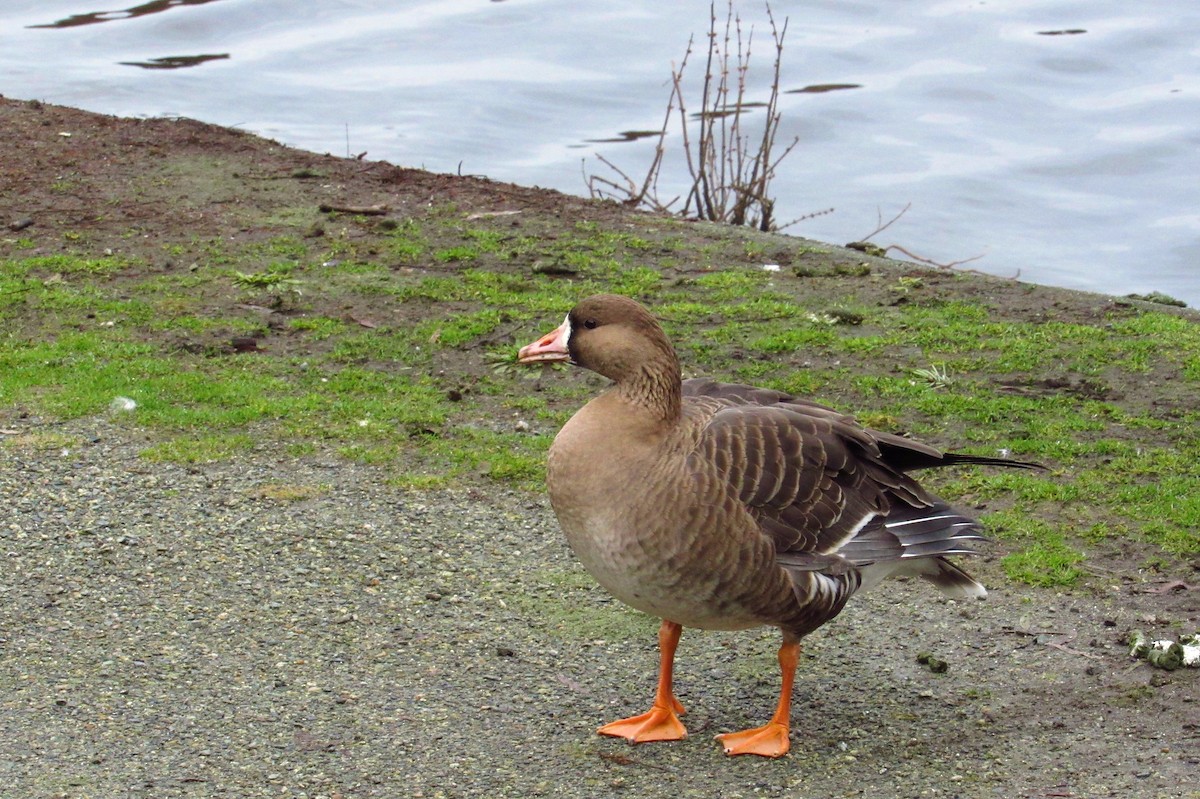 Greater White-fronted Goose - ML291144151