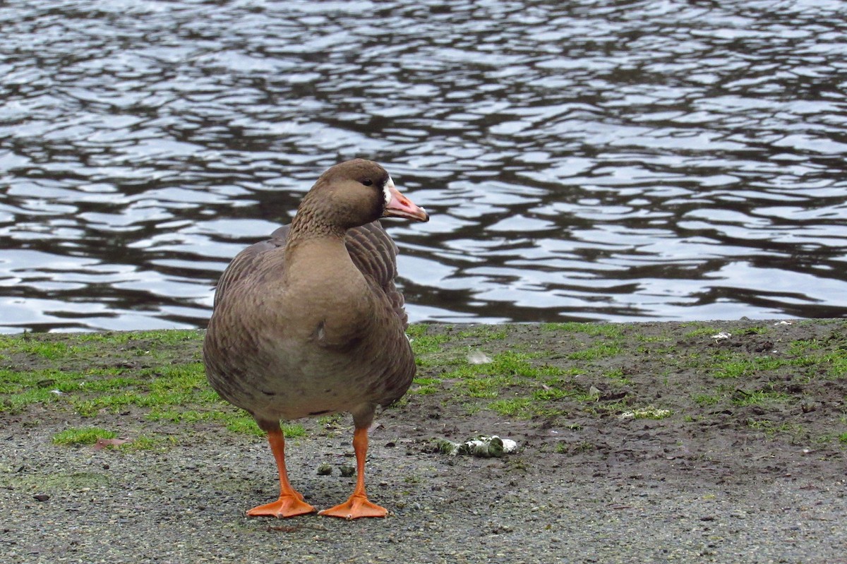 Greater White-fronted Goose - ML291144161