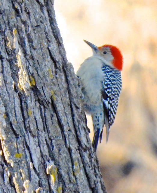 Red-bellied Woodpecker - Vern Tunnell