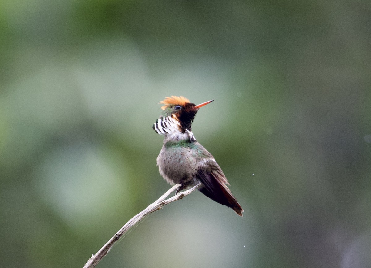 Frilled Coquette - ML291164301