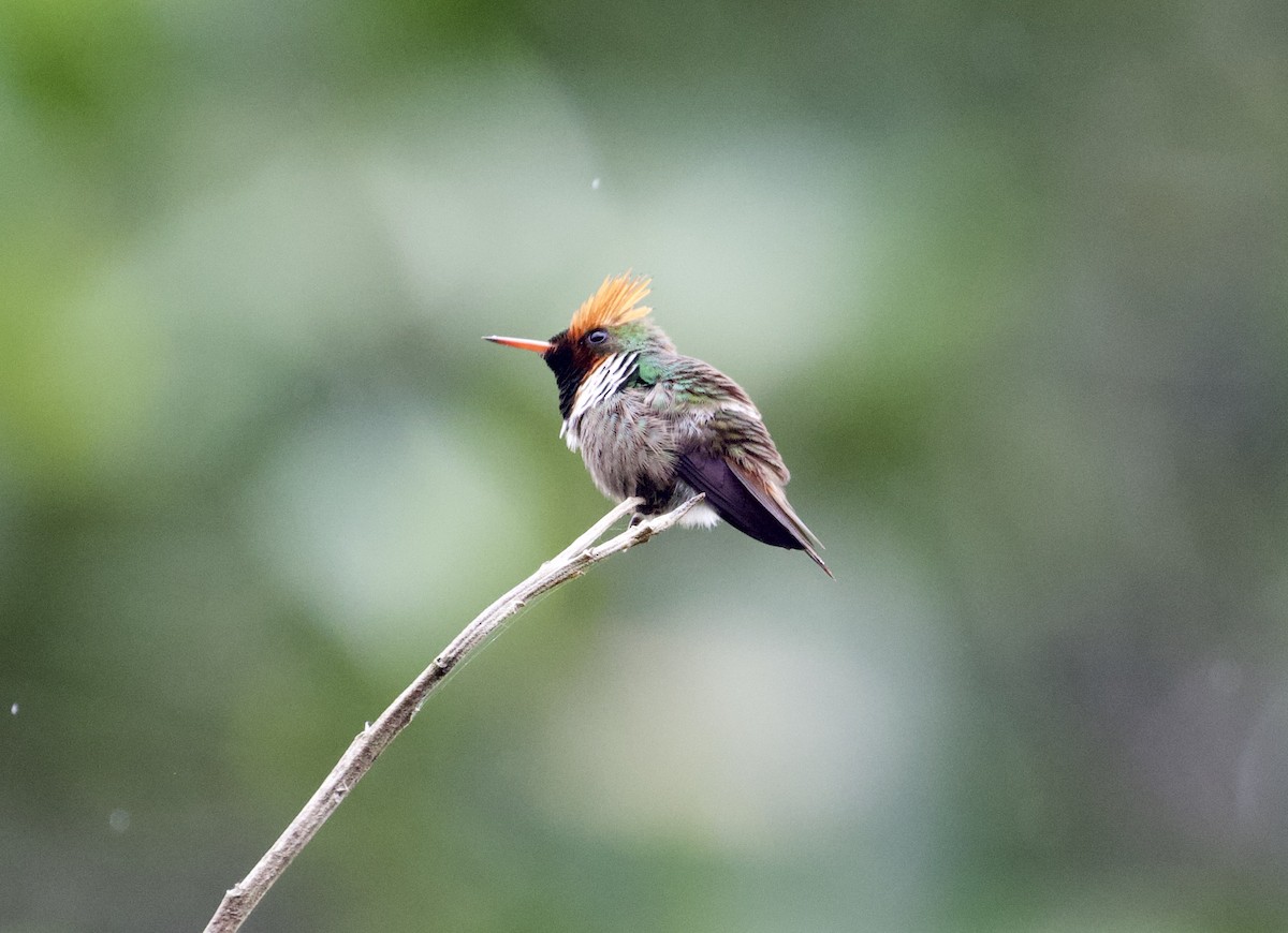 Frilled Coquette - ML291164331