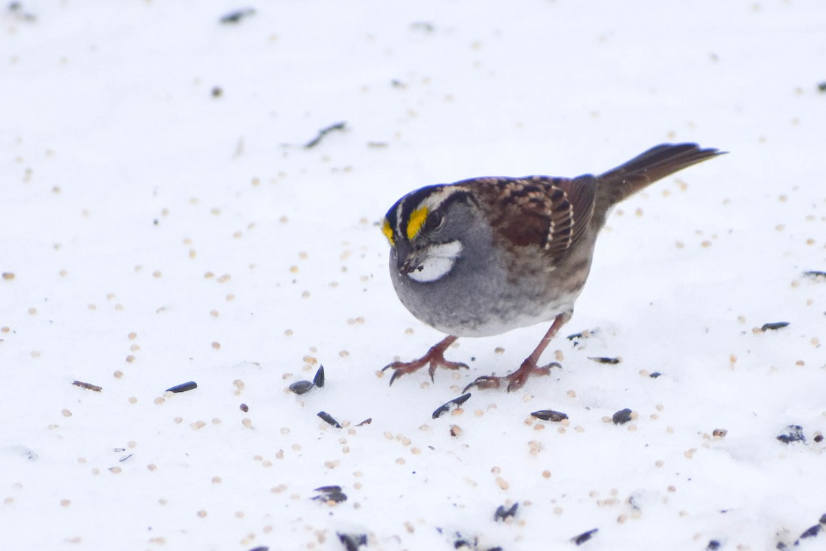 White-throated Sparrow - ML291168551