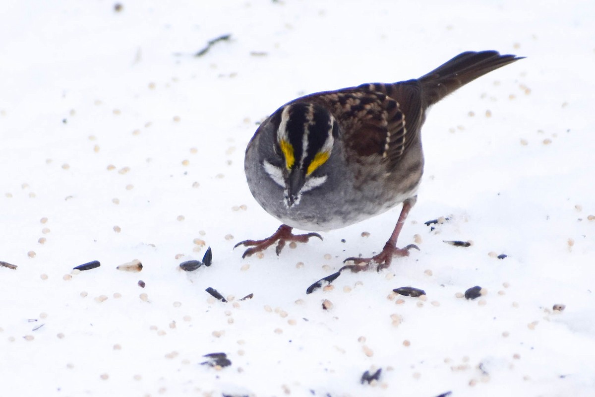 White-throated Sparrow - ML291168571