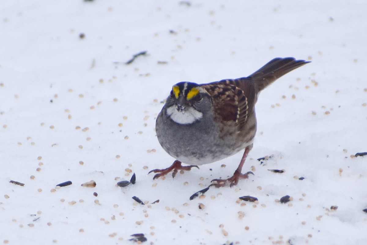 White-throated Sparrow - ML291168591