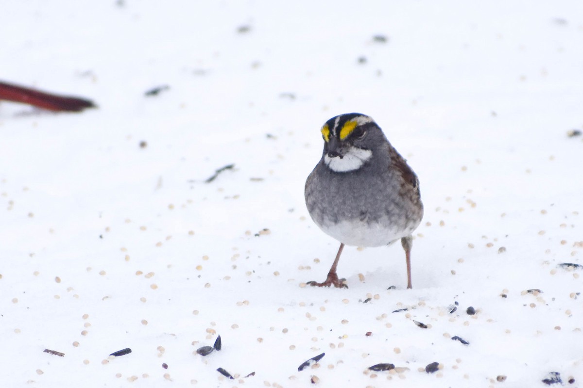 White-throated Sparrow - ML291168601