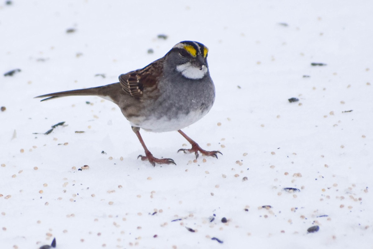 White-throated Sparrow - ML291168611