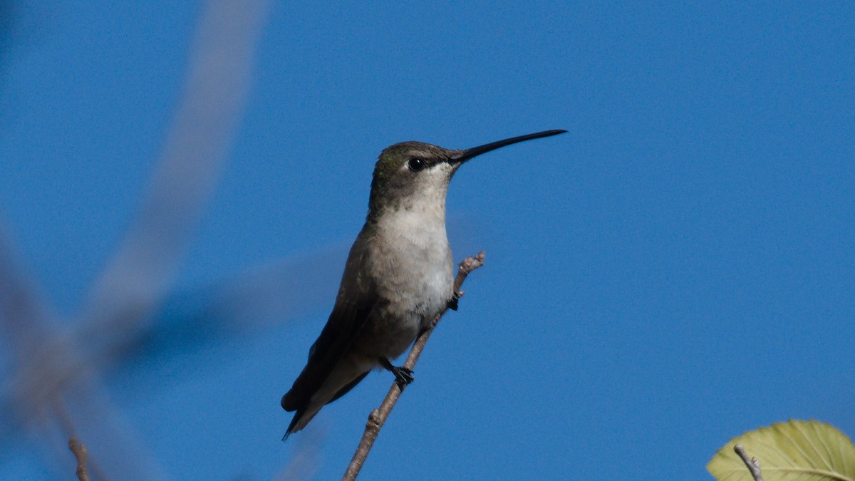 Black-chinned Hummingbird - Mark Terry