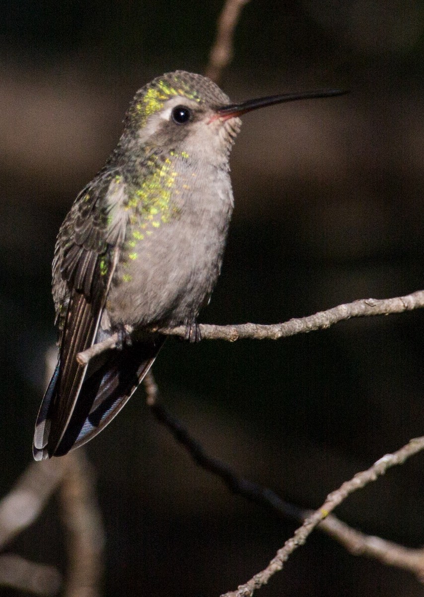 Broad-billed Hummingbird - M C