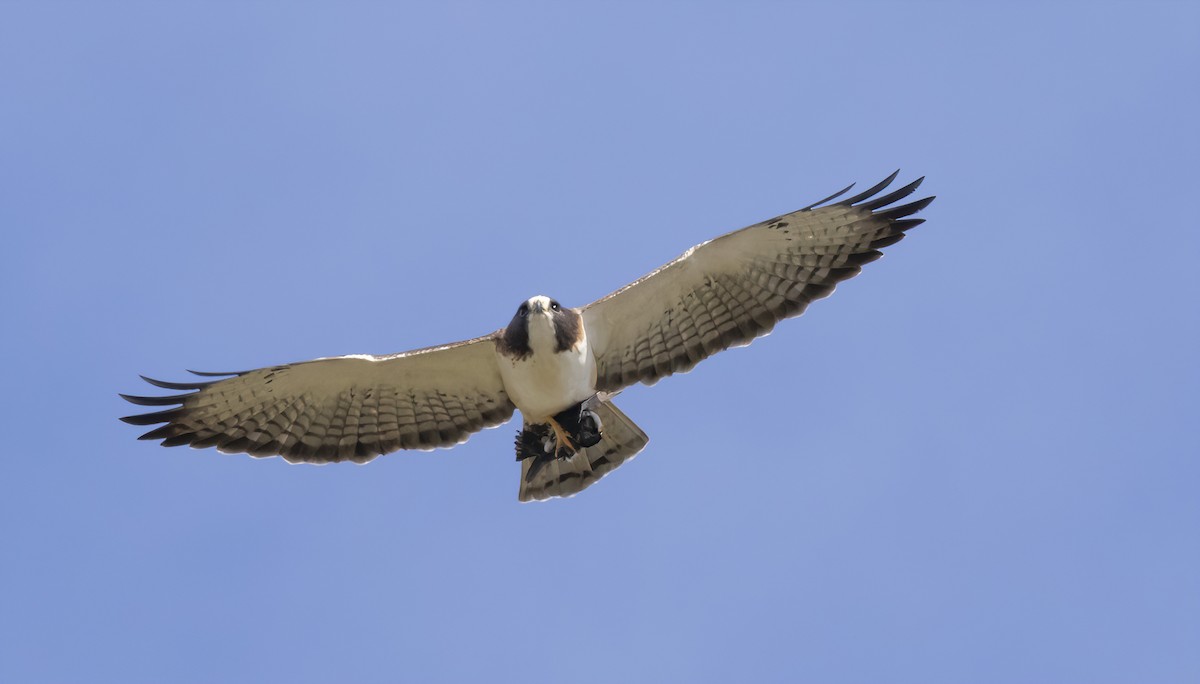 Short-tailed Hawk - barbara taylor
