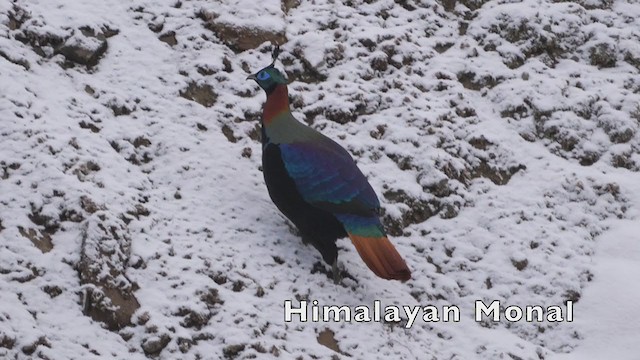 Himalayan Monal - ML291190261