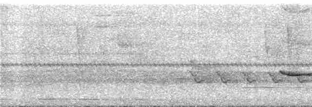 キタツグミマイコドリ（veraepacis グループ） - ML291195