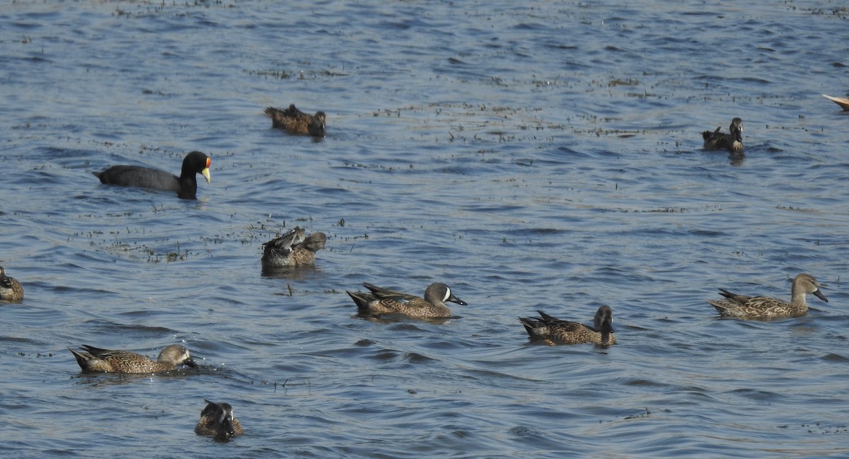 Blue-winged Teal - ML291196351