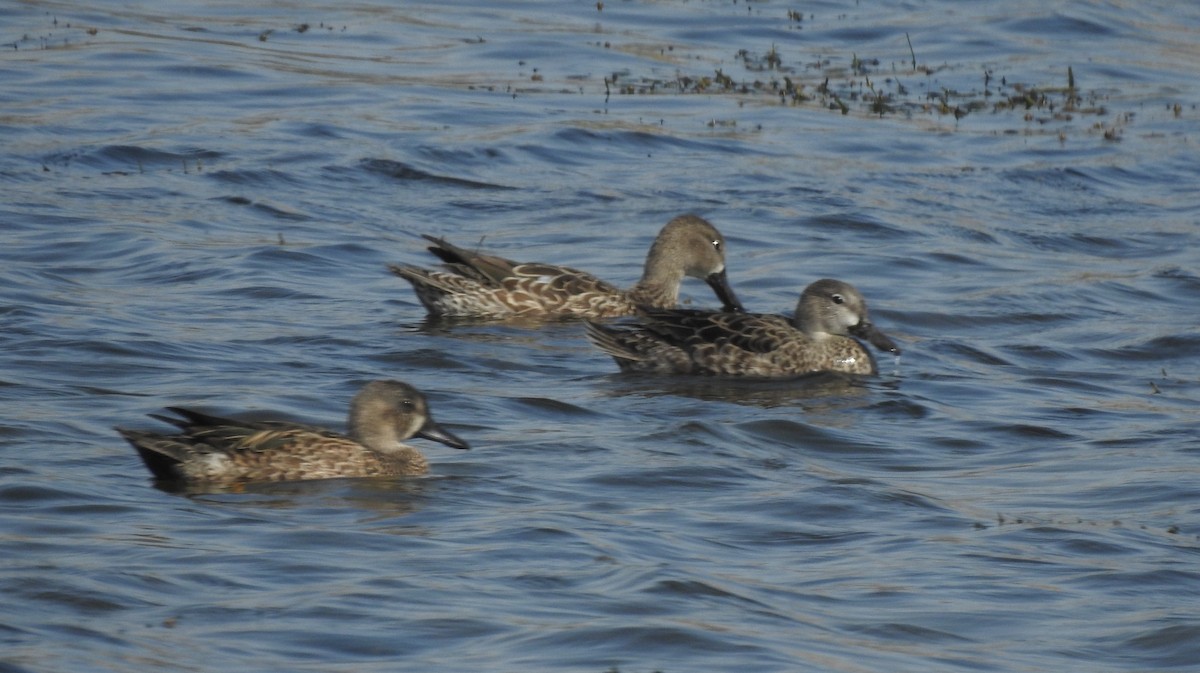 Blue-winged Teal - ML291196461