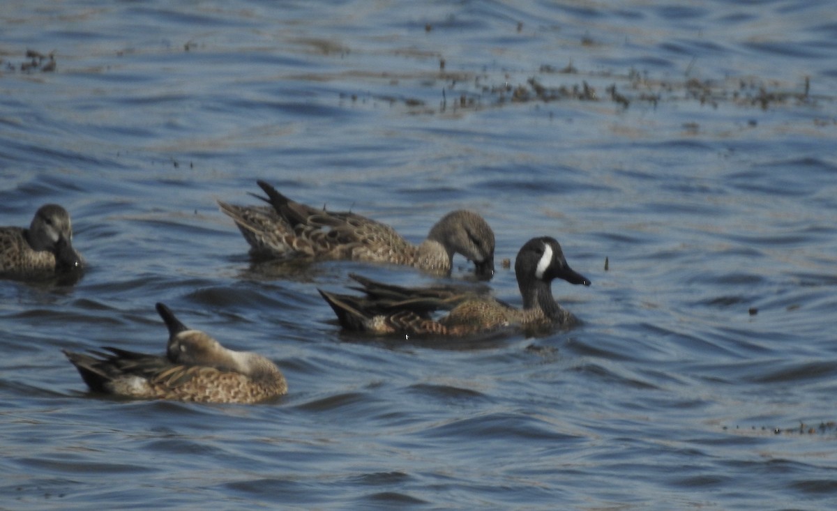 Blue-winged Teal - ML291196611