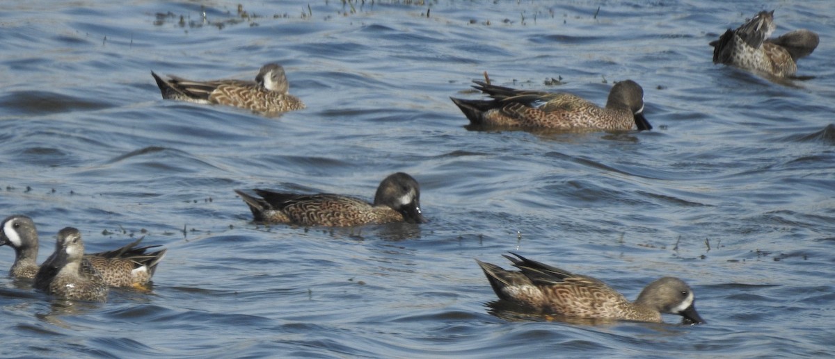 Blue-winged Teal - ML291196641