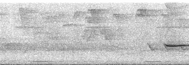 キタツグミマイコドリ（veraepacis グループ） - ML291197