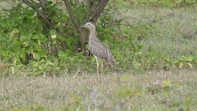 Double-striped Thick-knee - ML291200141
