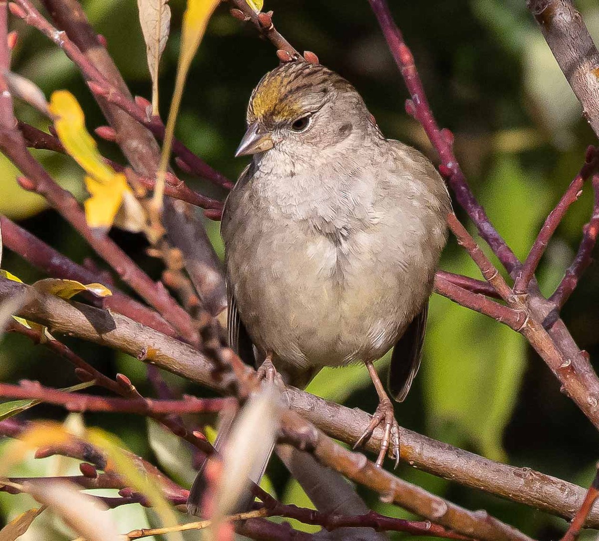 Golden-crowned Sparrow - ML291203611