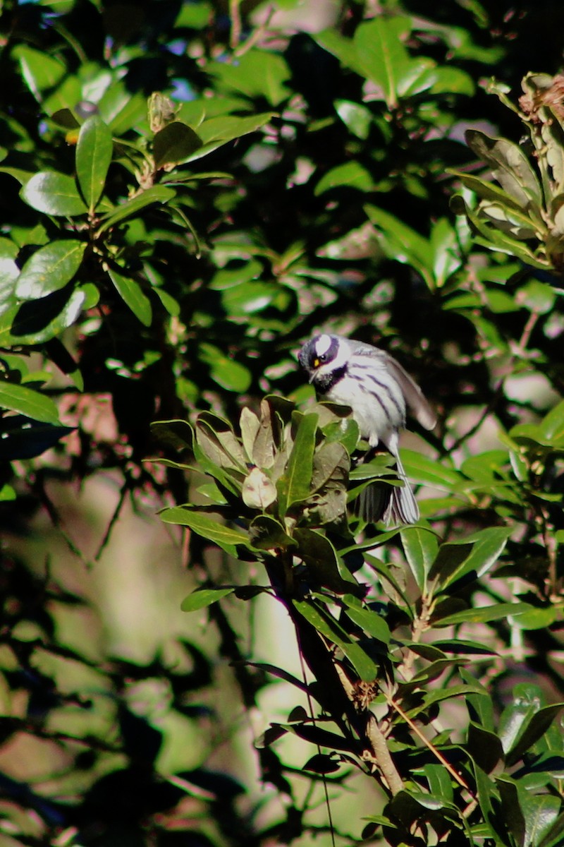 Black-throated Gray Warbler - ML291204441