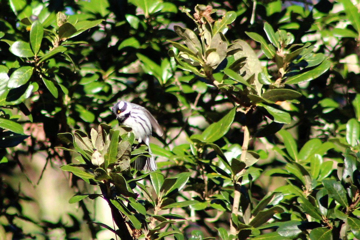 Black-throated Gray Warbler - ML291204471