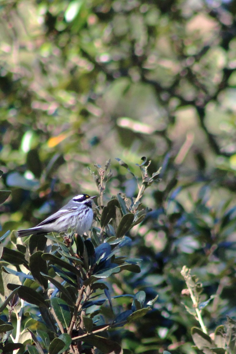 Black-throated Gray Warbler - ML291204481