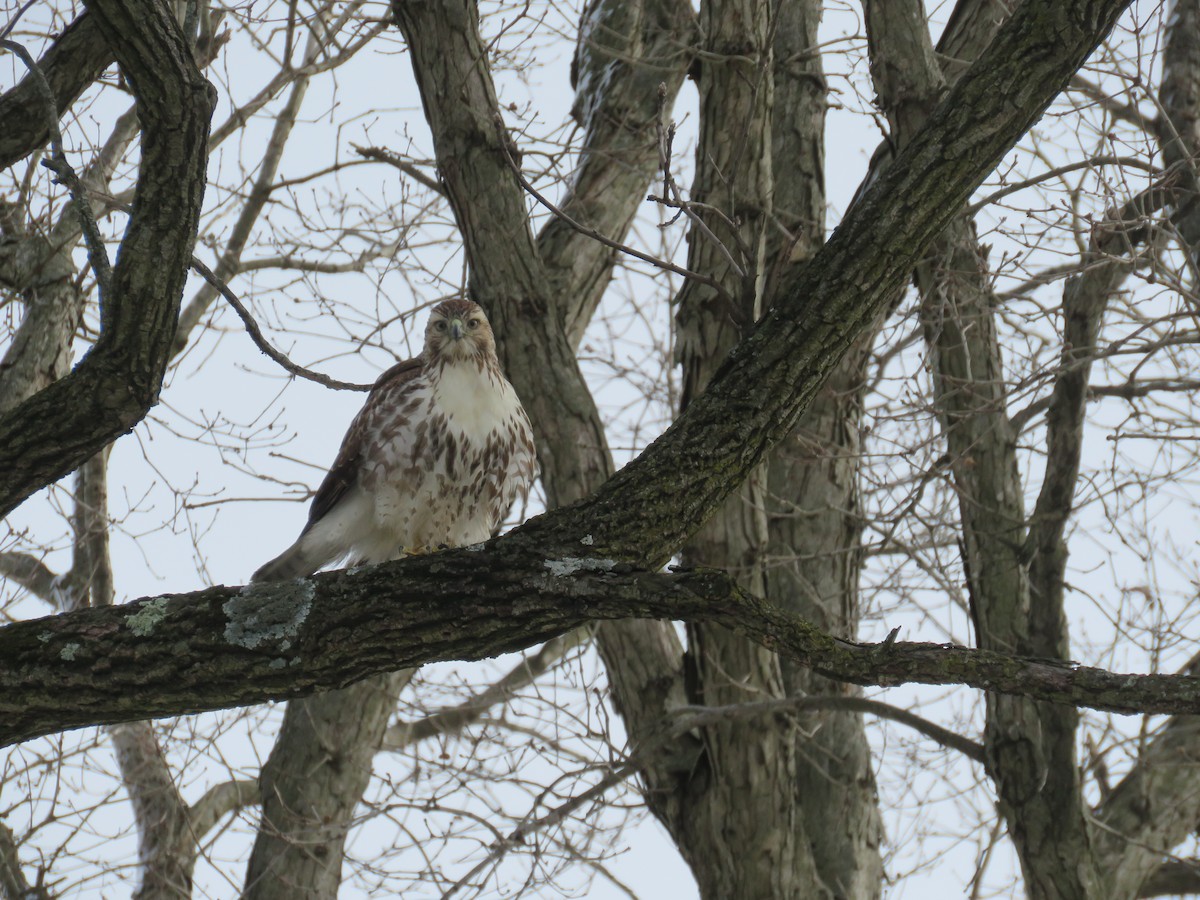 Red-tailed Hawk - ML291210471