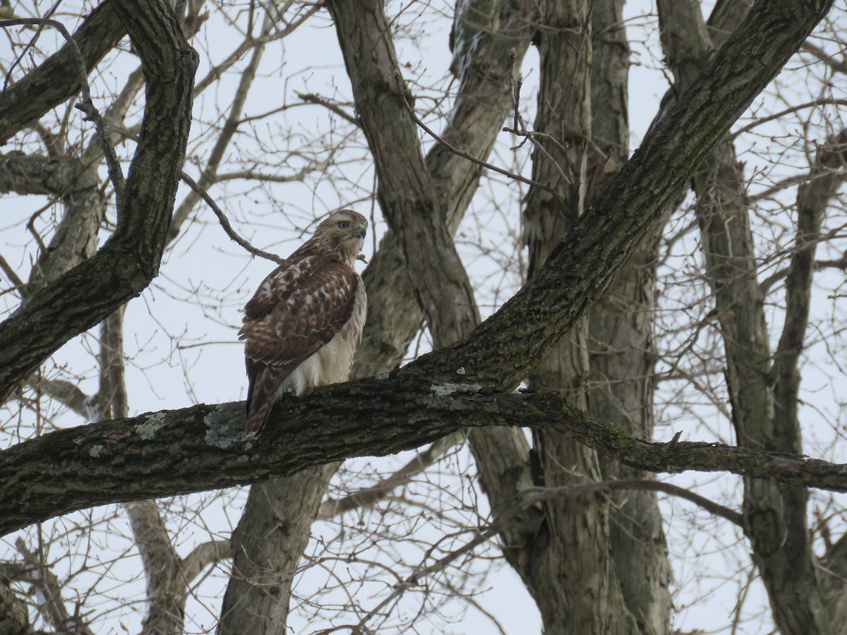 Red-tailed Hawk - ML291210501
