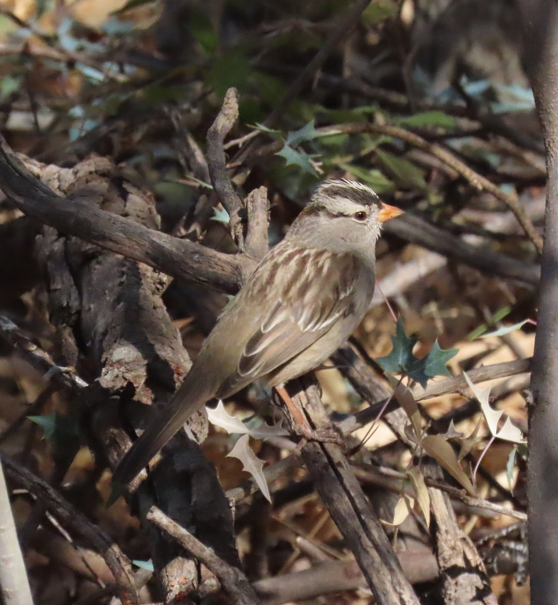 White-crowned Sparrow (Gambel's) - ML291217451