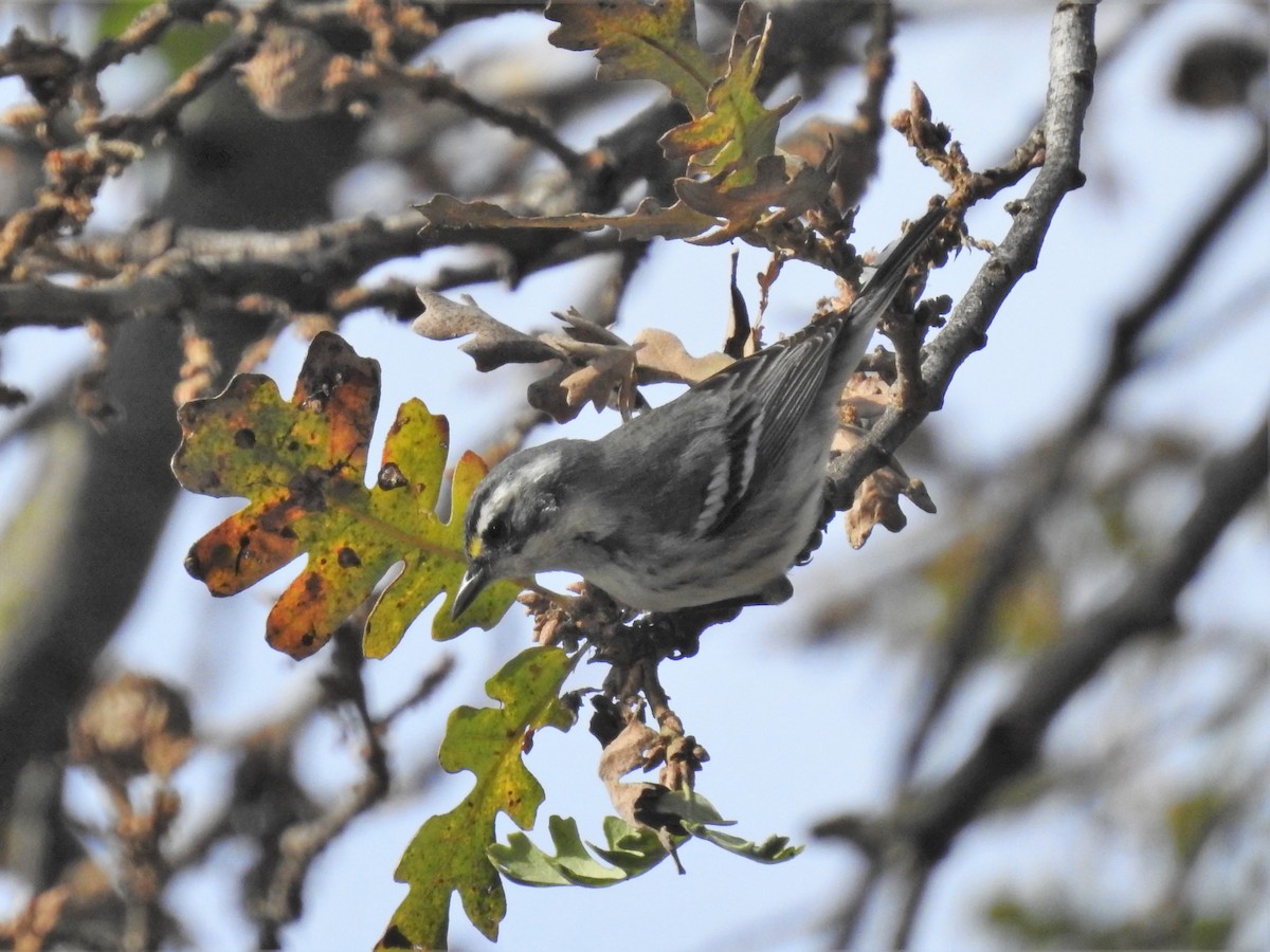 Black-throated Gray Warbler - ML291218981