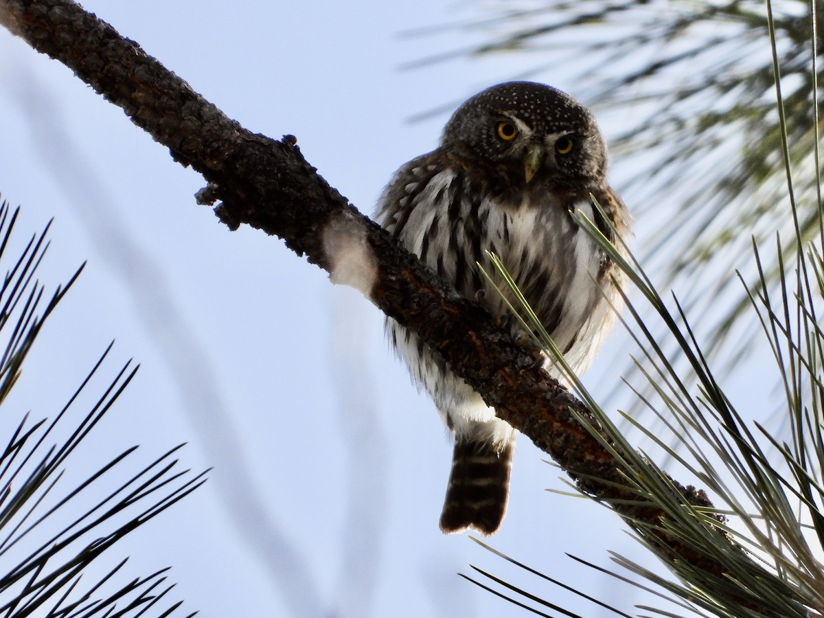Northern Pygmy-Owl - Kathy Burba