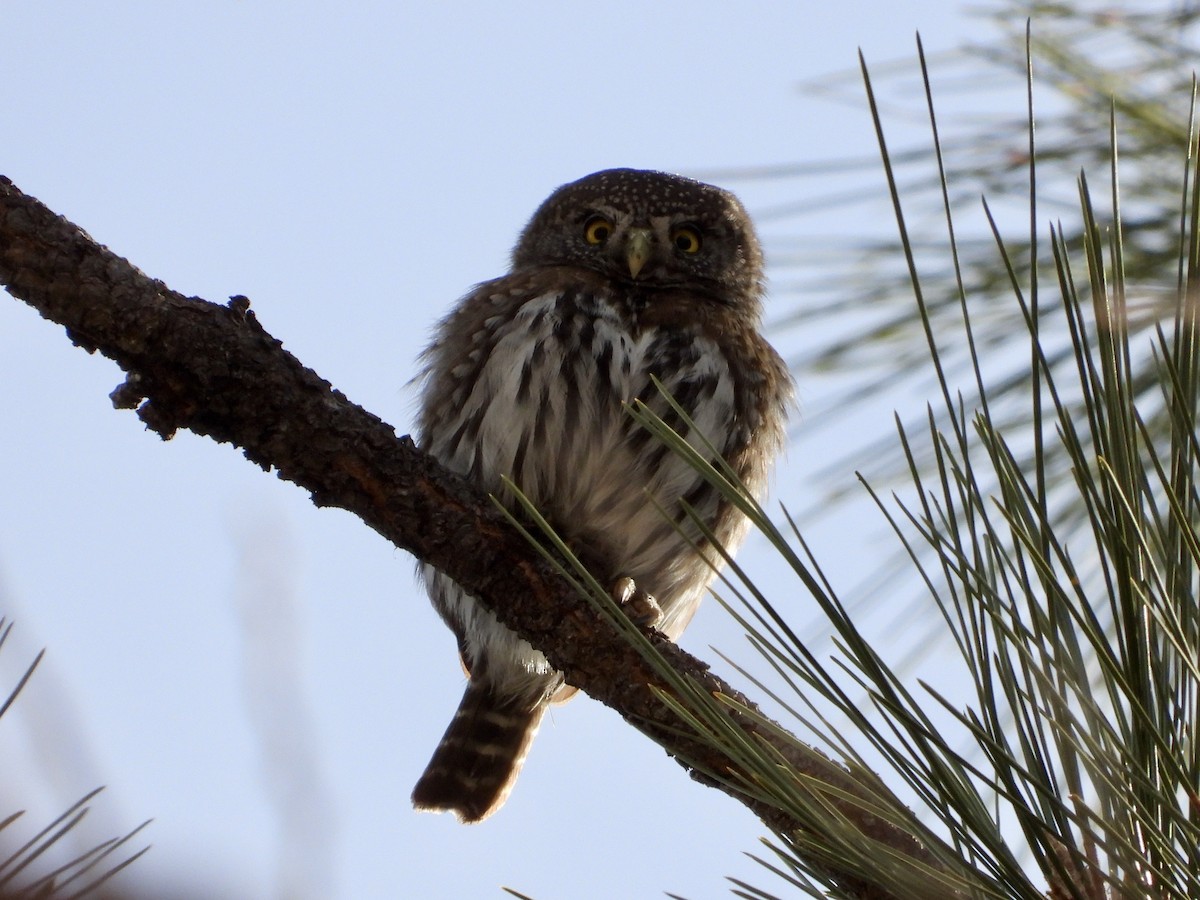 Northern Pygmy-Owl - ML291220691